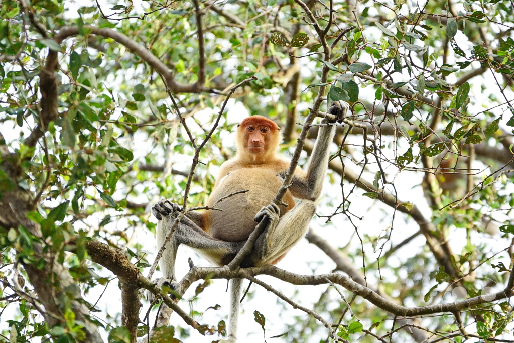 Kinabatangan Wildlife Sanctuary - Borneo - Malaysia - Proboscis monkey - long-nosed monkey
