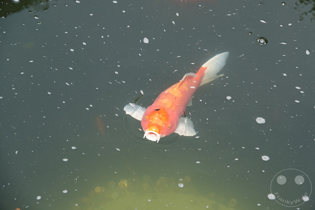 Taiwan - Taipeh - Mengjia Longshan-Tempel