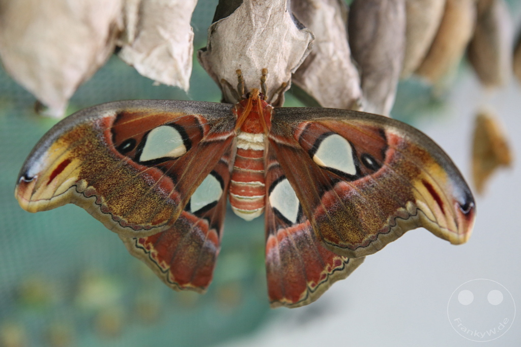 Singapur - Sentosa - Butterfly Park