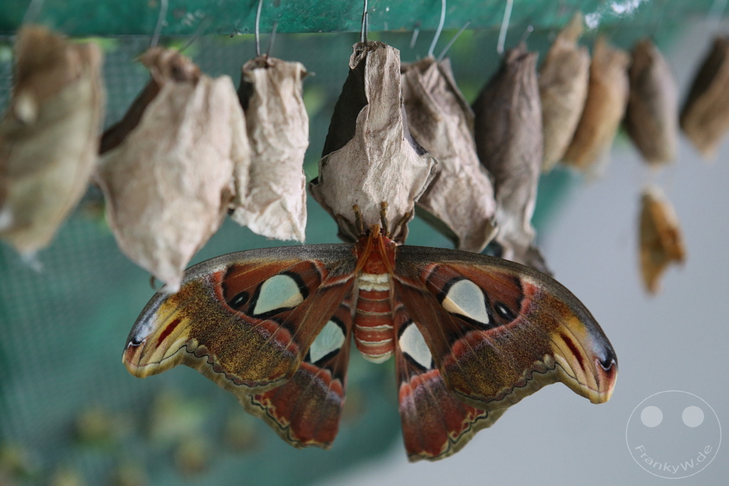 Singapur - Sentosa - Butterfly Park