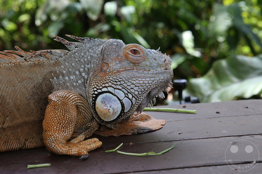 Singapur - Sentosa - Sentosa Nature Discovery