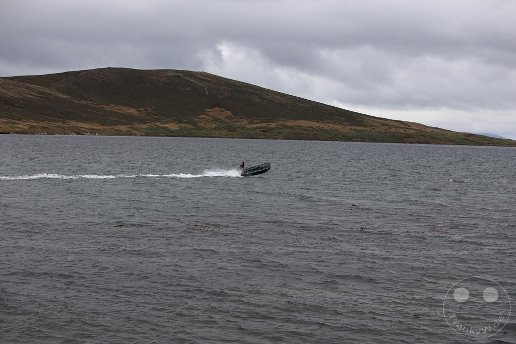 Falklandinseln (Malvinen) - Carcass Island