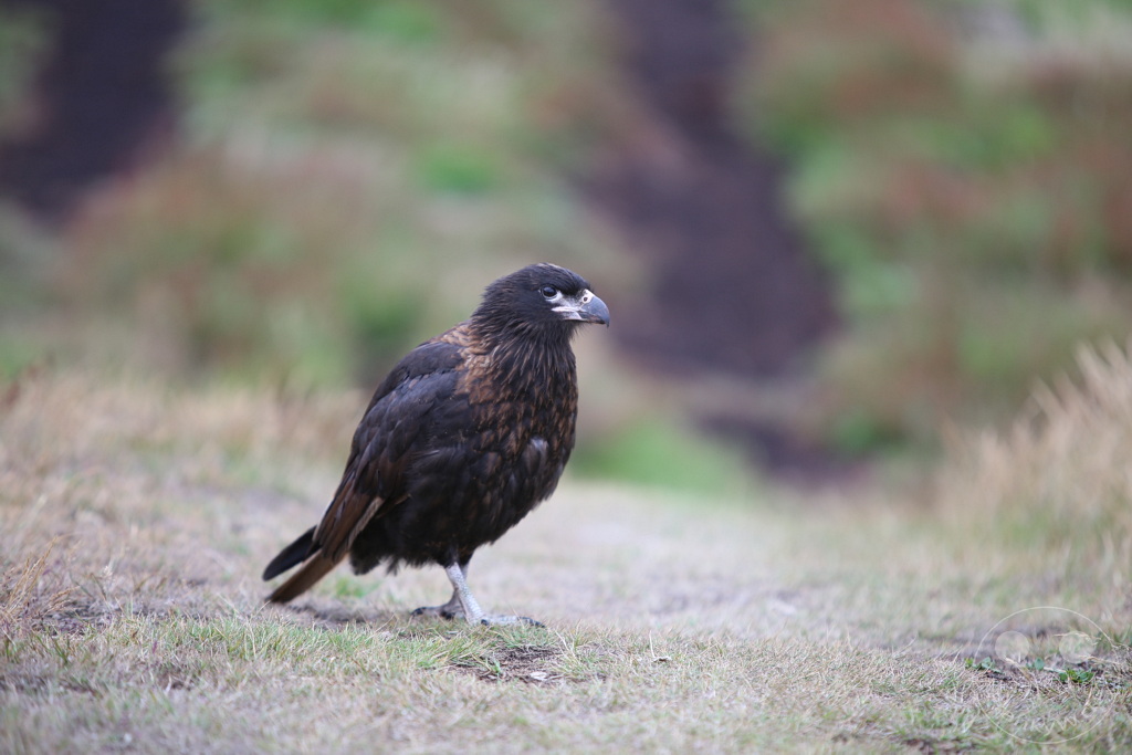 Falklandinseln (Malvinen) - Carcass Island