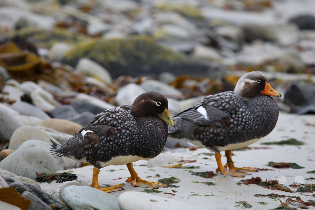 Falklandinseln (Malvinen) - Carcass Island