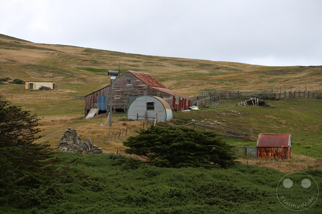 Falklandinseln (Malvinen) - Carcass Island
