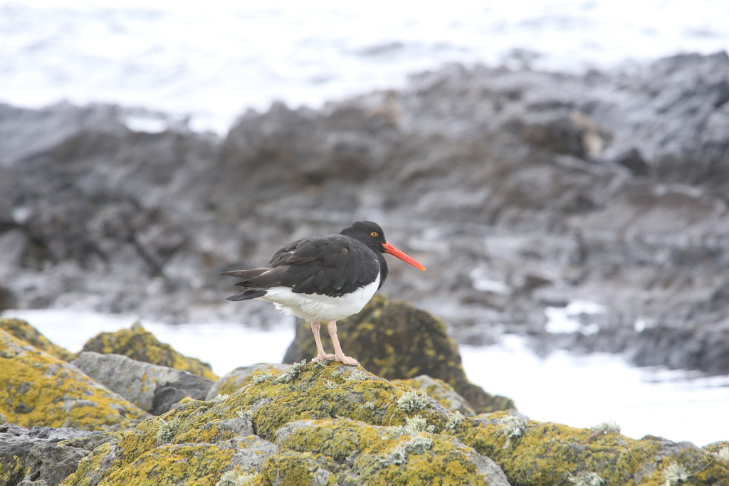 Falklandinseln (Malvinen) - Carcass Island
