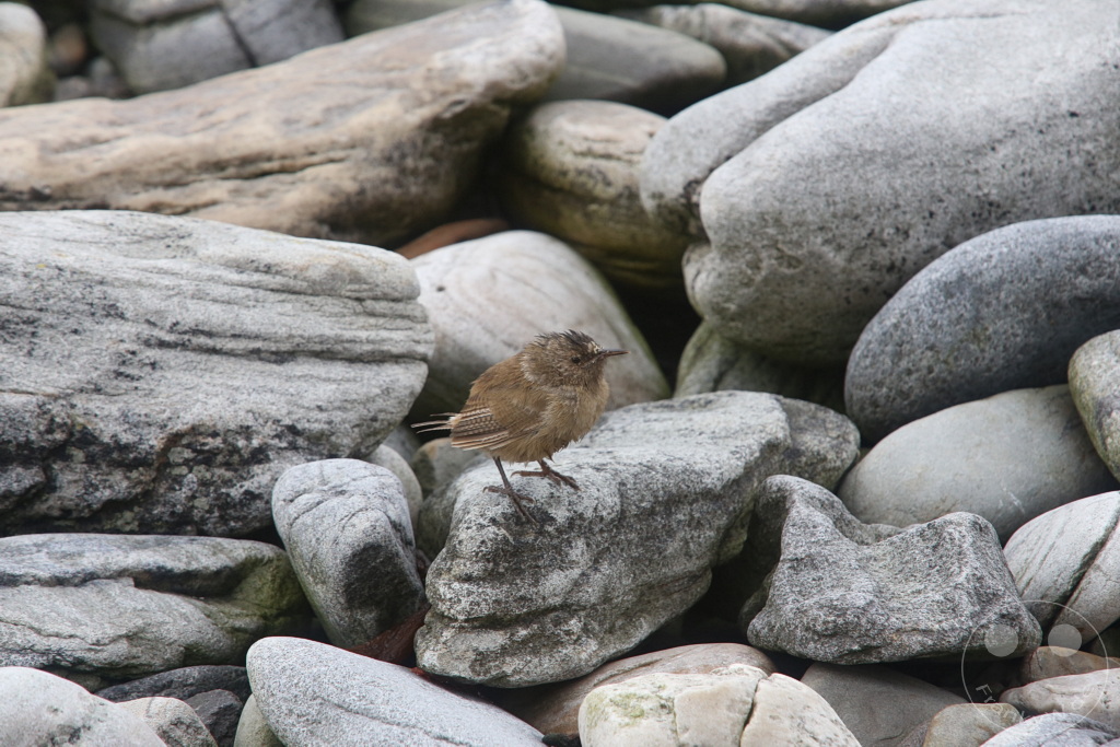 Falklandinseln (Malvinen) - Carcass Island