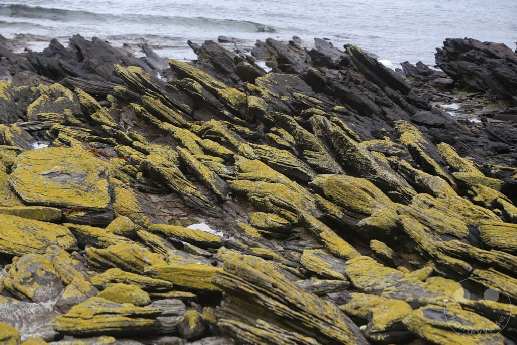 Falklandinseln (Malvinen) - Carcass Island
