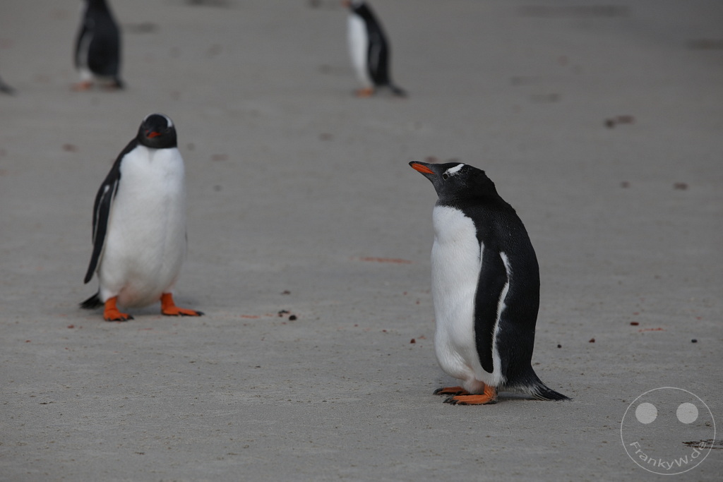 Falklandinseln (Malvinen) - Saunders Island