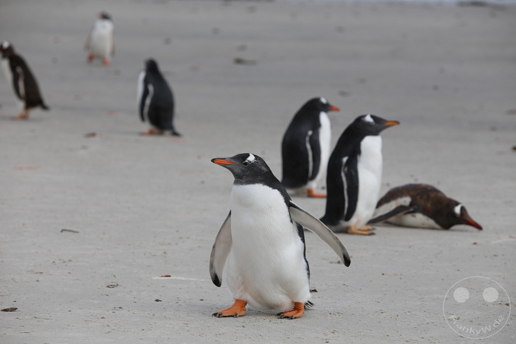 Falklandinseln (Malvinen) - Saunders Island