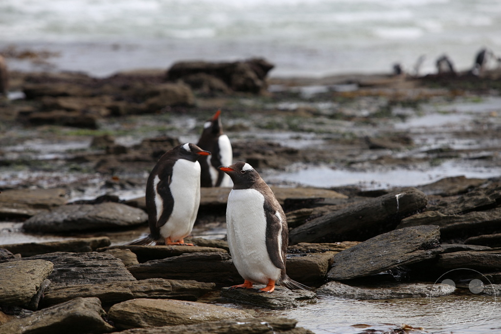 Falklandinseln (Malvinen) - Saunders Island