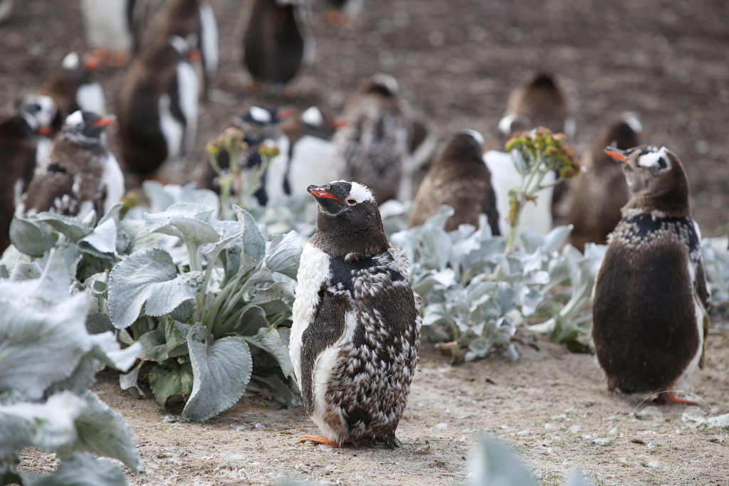 Falklandinseln (Malvinen) - Saunders Island