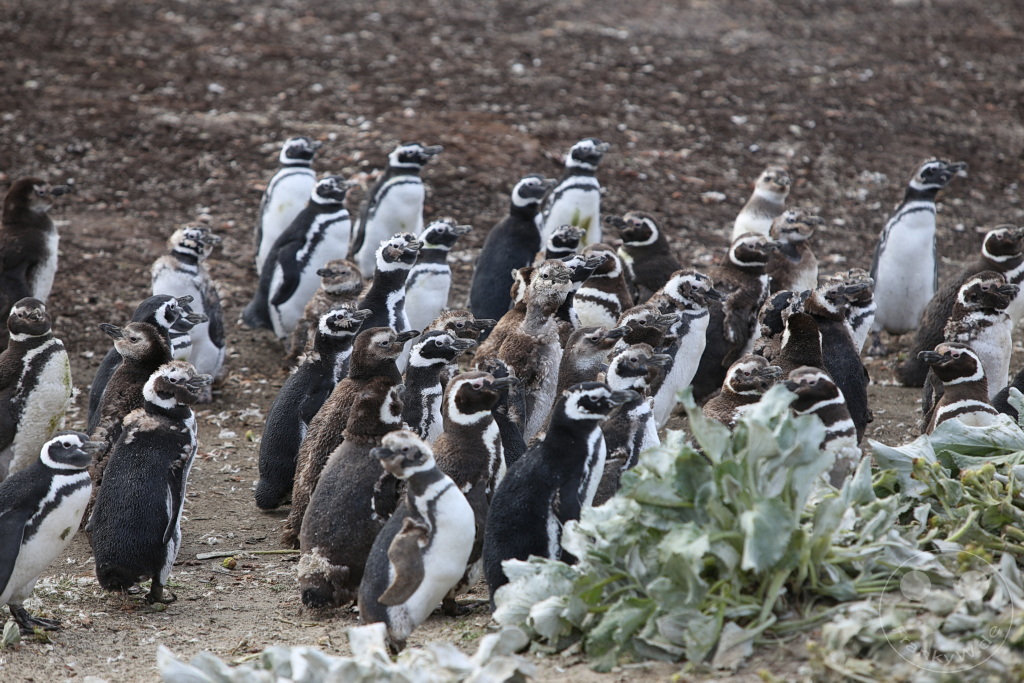 Falklandinseln (Malvinen) - Saunders Island
