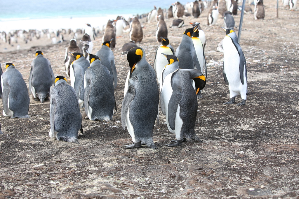 Falklandinseln (Malvinen) - Saunders Island