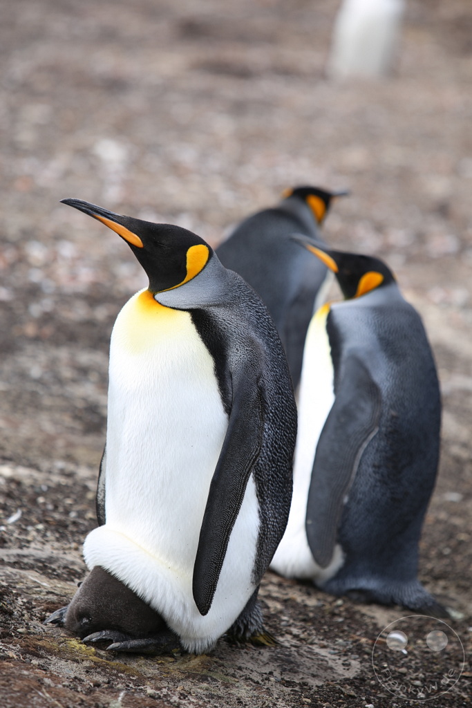 Falklandinseln (Malvinen) - Saunders Island