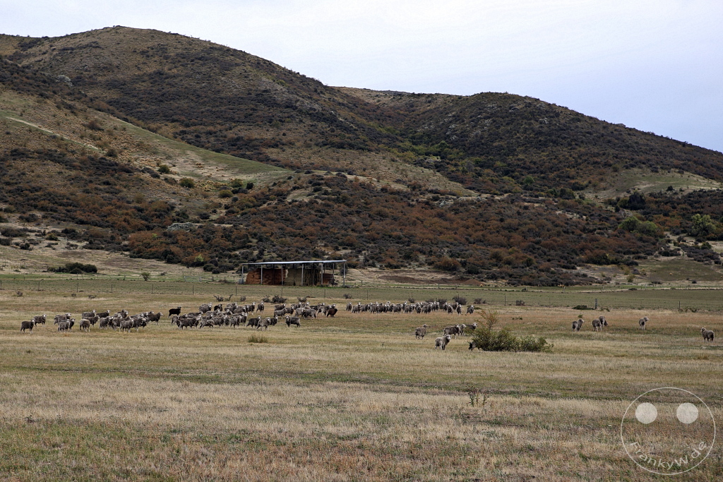 New Zealand South Island - Schafsherde - Otematata