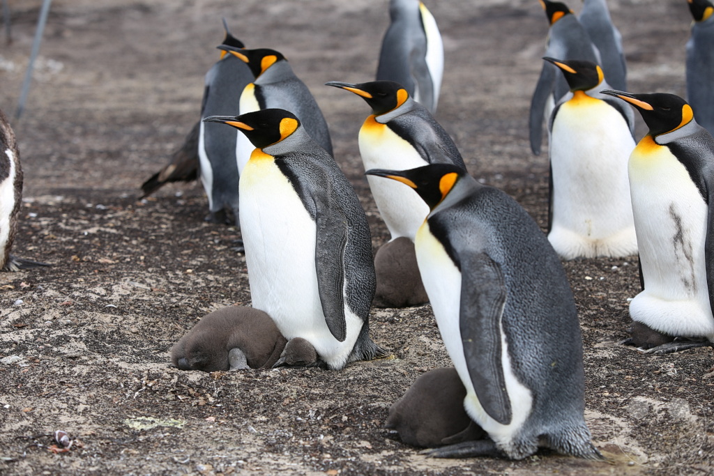 Falklandinseln (Malvinen) - Saunders Island