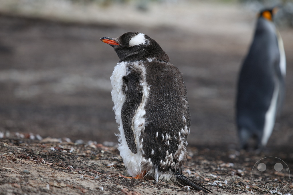 Falklandinseln (Malvinen) - Saunders Island