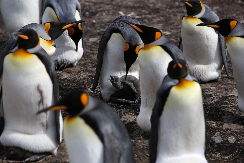 Falklandinseln (Malvinen) - Saunders Island