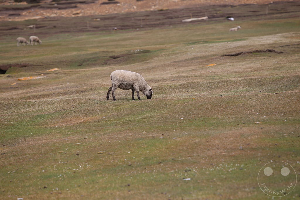 Falklandinseln (Malvinen) - Saunders Island