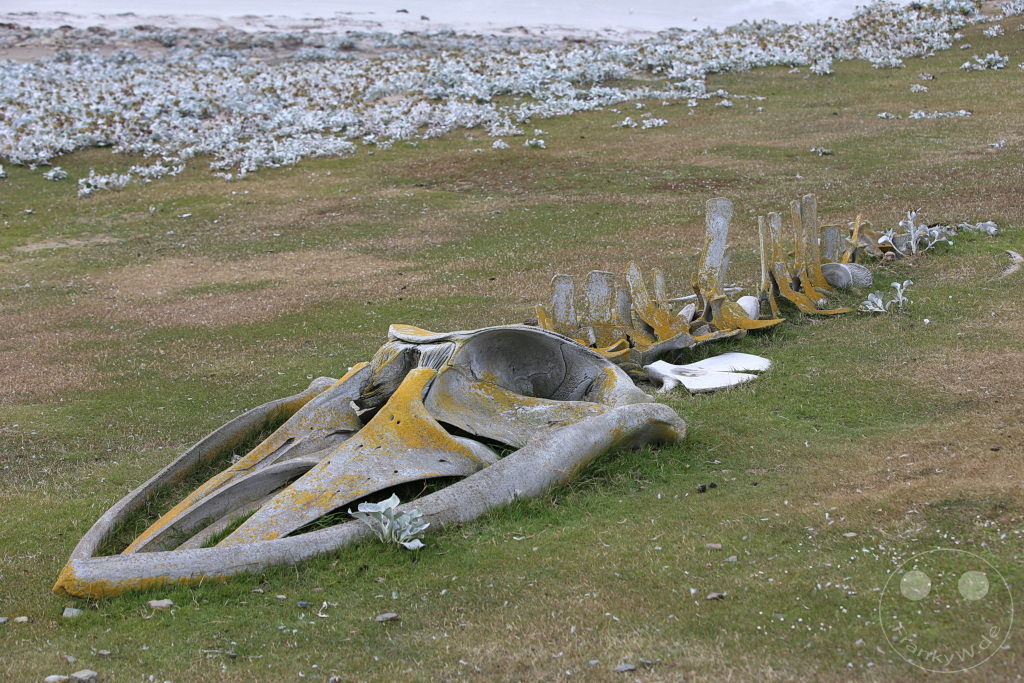 Falklandinseln (Malvinen) - Saunders Island