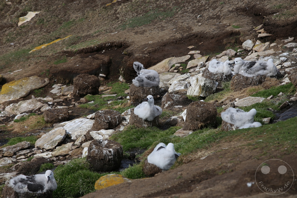 Falklandinseln (Malvinen) - Saunders Island