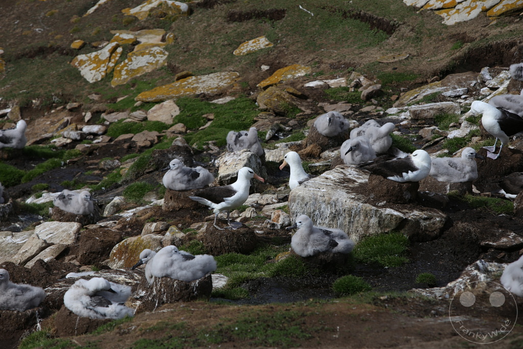 Falklandinseln (Malvinen) - Saunders Island