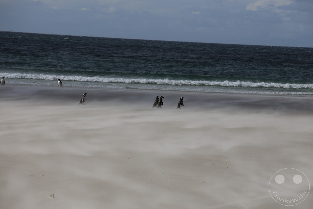 Falklandinseln (Malvinen) - Saunders Island
