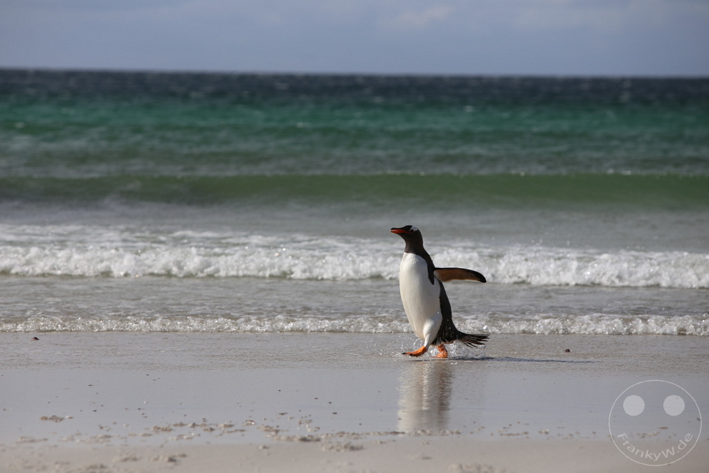 Falklandinseln (Malvinen) - Saunders Island