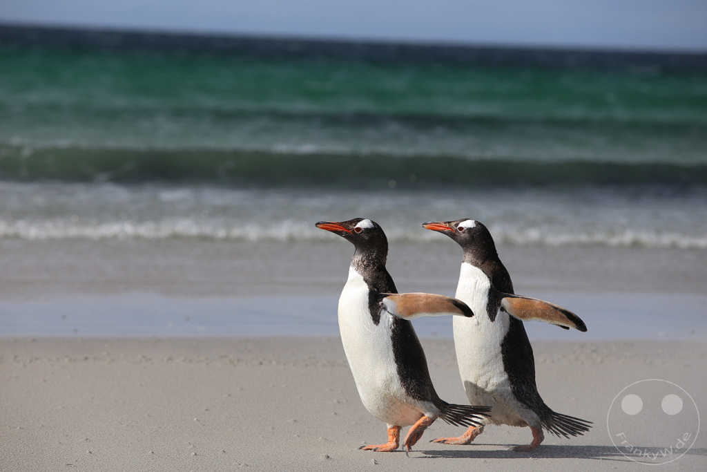Falklandinseln (Malvinen) - Saunders Island
