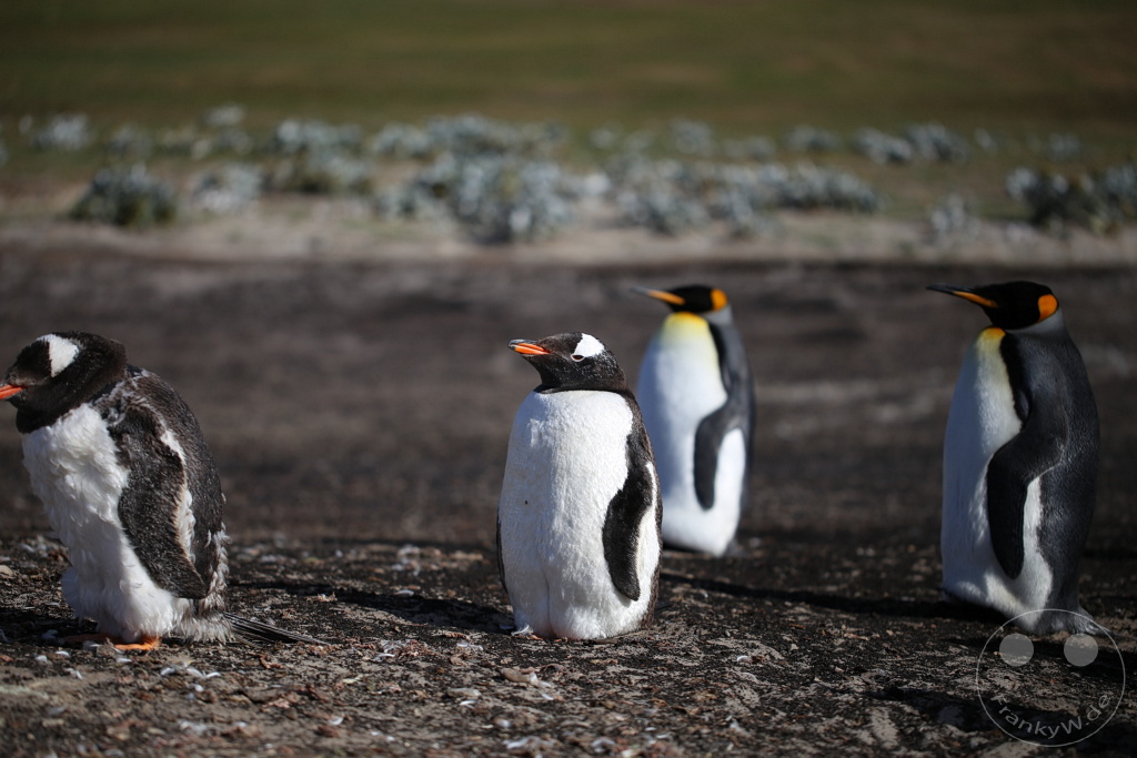 Falklandinseln (Malvinen) - Saunders Island