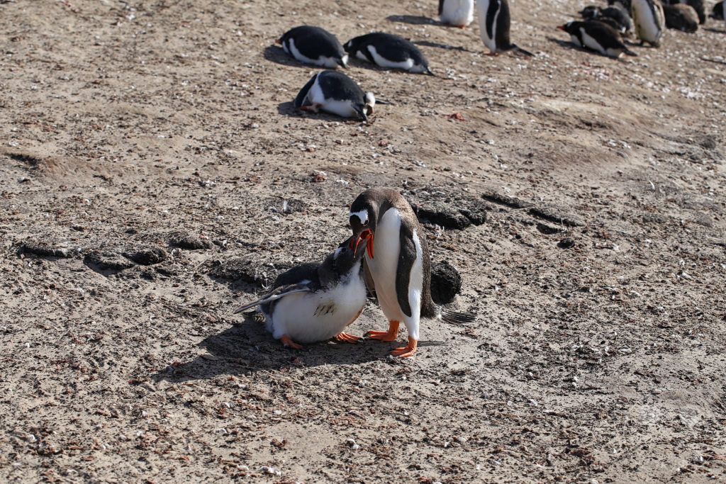 Falklandinseln (Malvinen) - Saunders Island