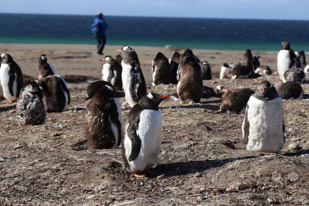 Falklandinseln (Malvinen) - Saunders Island