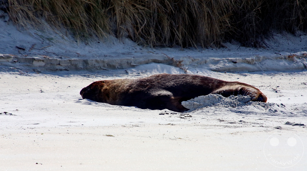 New Zealand South Island - Otago Halbinsel - Wildlife