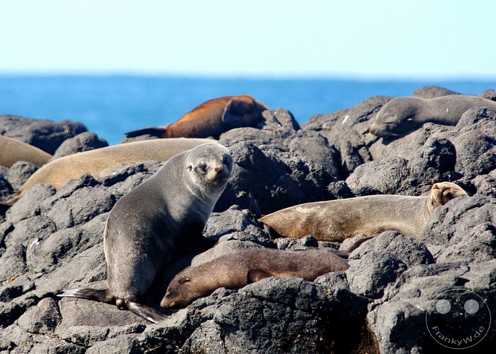New Zealand South Island - Otago Halbinsel - Wildlife