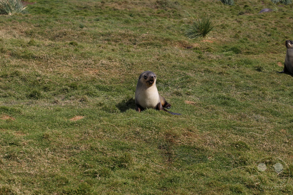 Südgeorgien und Südliche Sandwichsinseln - Grytviken