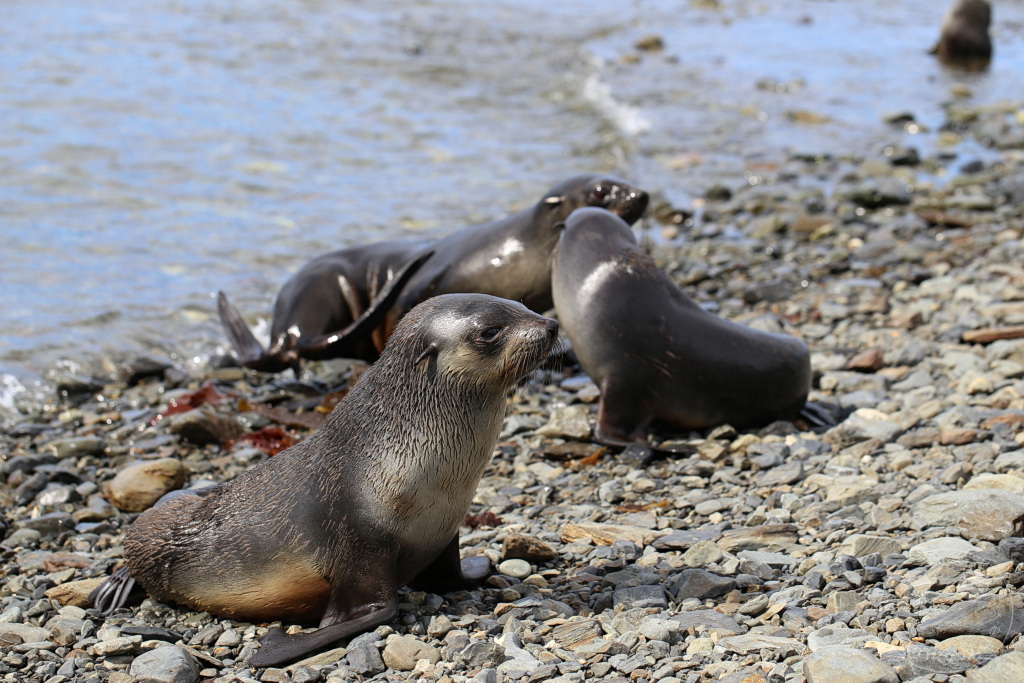 Südgeorgien und Südliche Sandwichsinseln - Grytviken