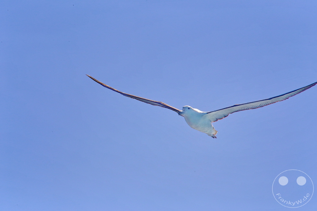 New Zealand South Island - Otago Halbinsel - Wildlife