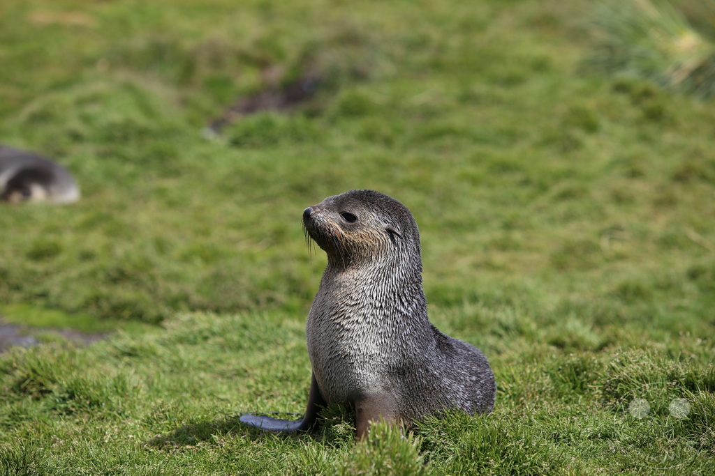 Südgeorgien und Südliche Sandwichsinseln - Grytviken