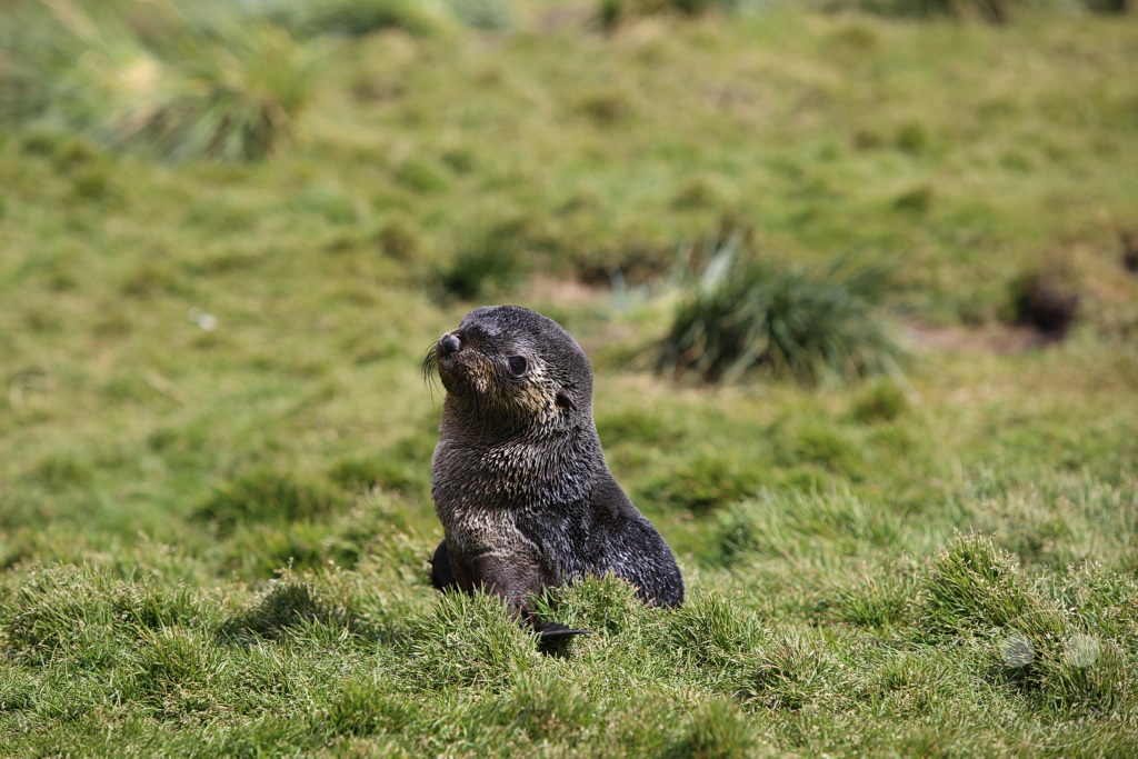 Südgeorgien und Südliche Sandwichsinseln - Grytviken