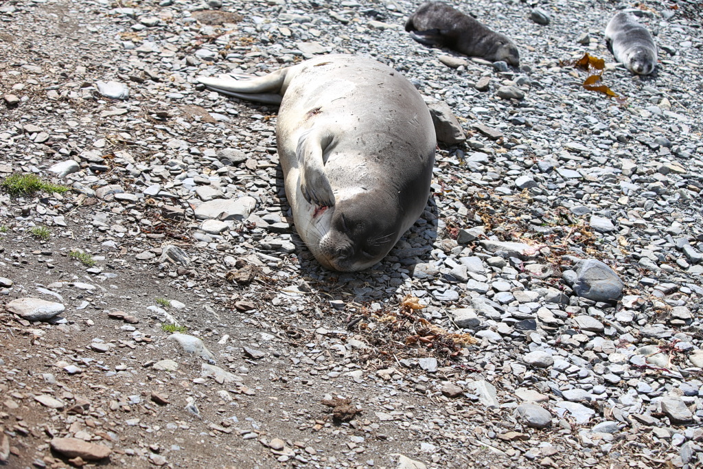 Südgeorgien und Südliche Sandwichsinseln - Grytviken