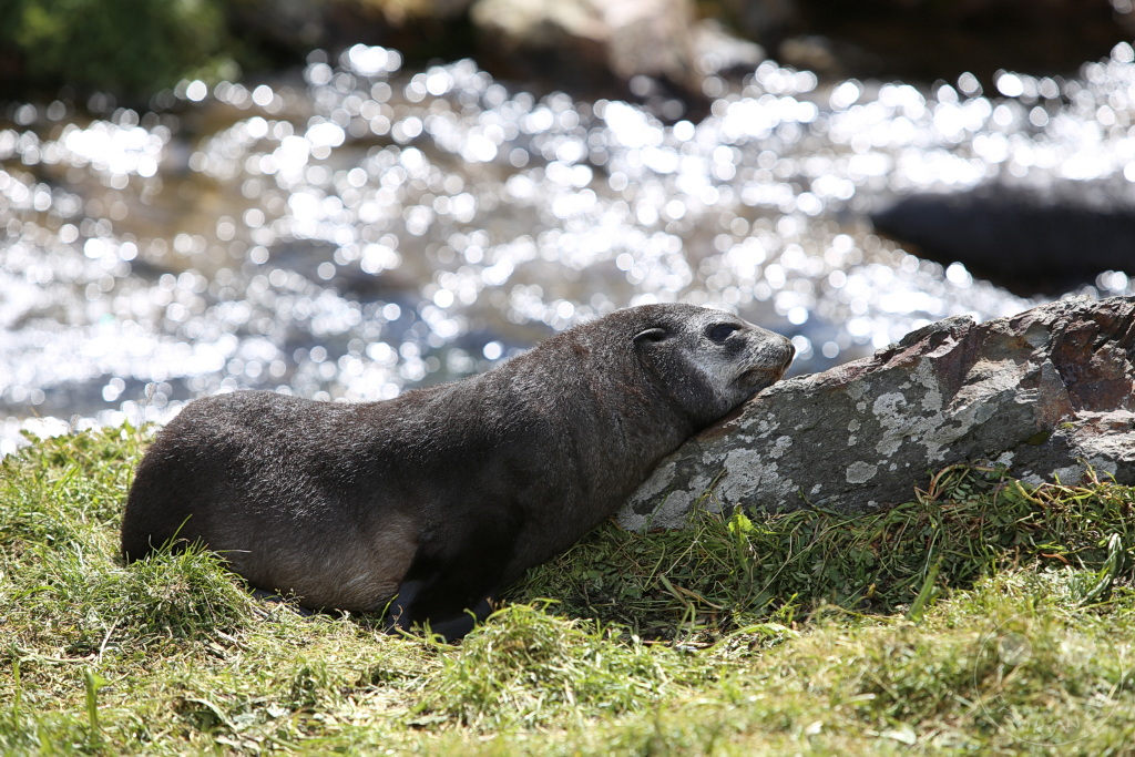 Südgeorgien und Südliche Sandwichsinseln - Grytviken