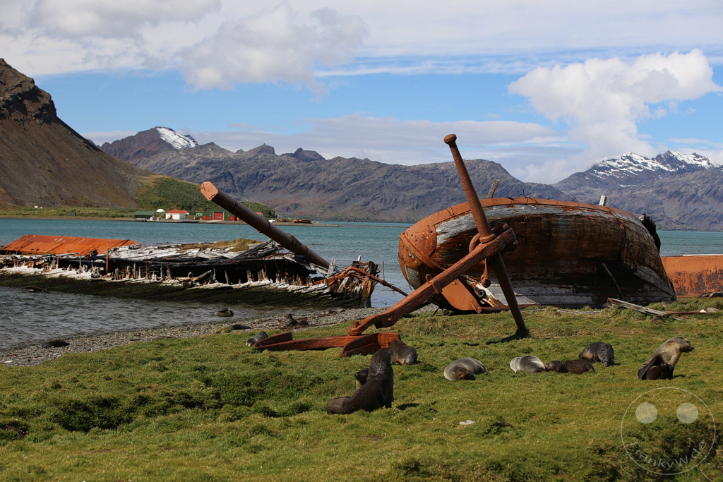 Südgeorgien und Südliche Sandwichsinseln - Grytviken