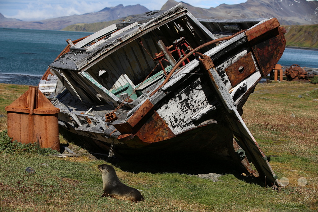 Südgeorgien und Südliche Sandwichsinseln - Grytviken