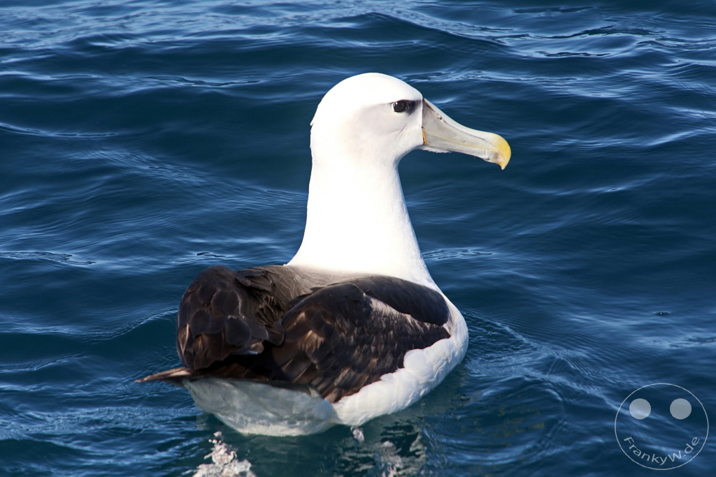 New Zealand South Island - Otago Halbinsel - Wildlife