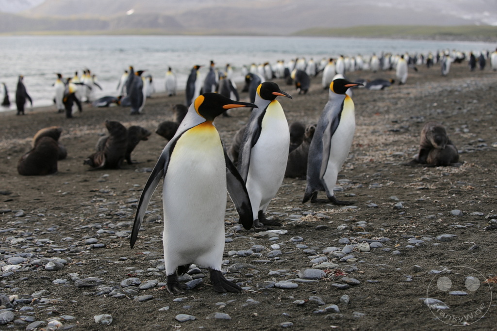 Südgeorgien und Südliche Sandwichsinseln - Sunset-Fjord