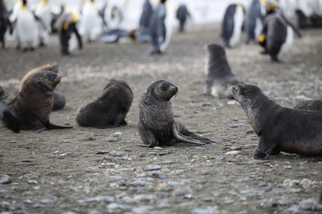 Südgeorgien und Südliche Sandwichsinseln - Sunset-Fjord