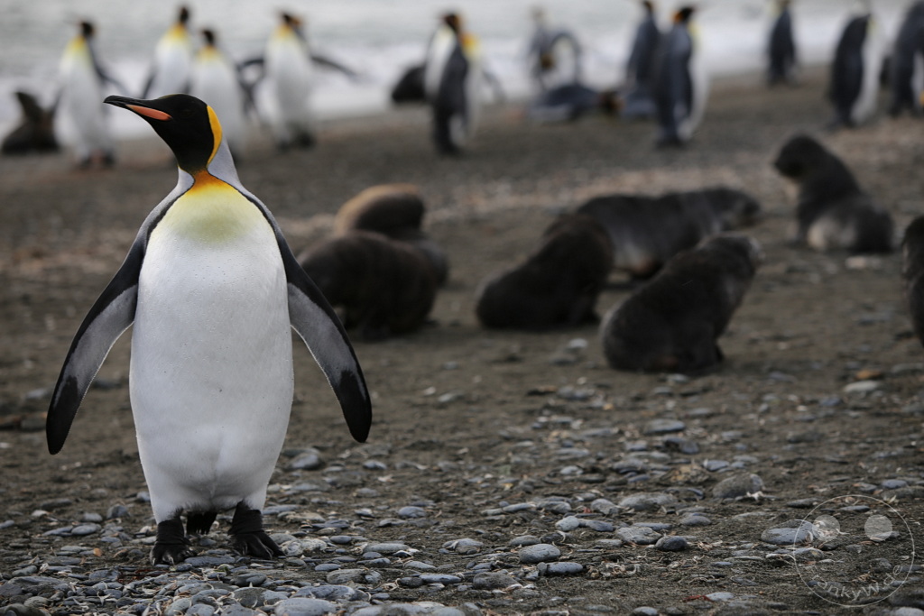 Südgeorgien und Südliche Sandwichsinseln - Sunset-Fjord
