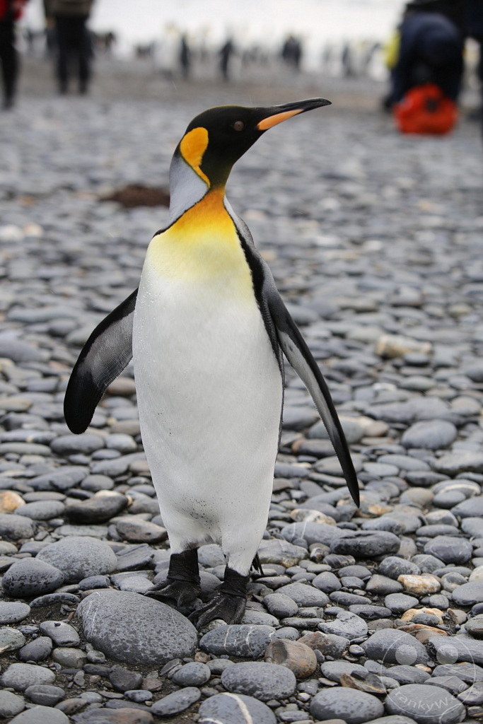 Südgeorgien und Südliche Sandwichsinseln - Sunset-Fjord