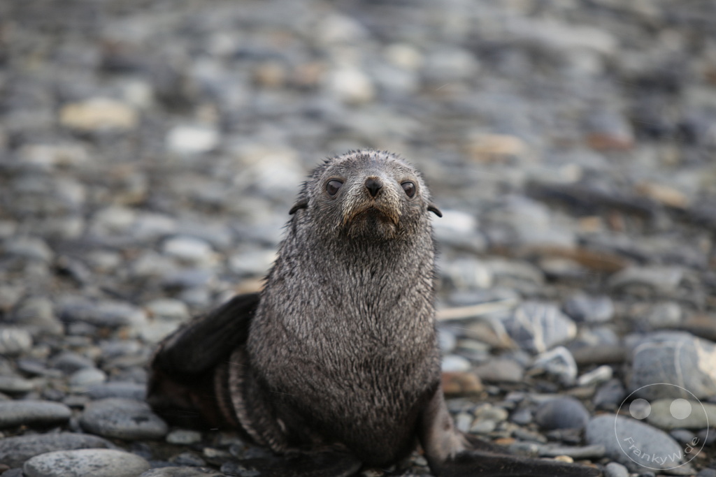 Südgeorgien und Südliche Sandwichsinseln - Sunset-Fjord